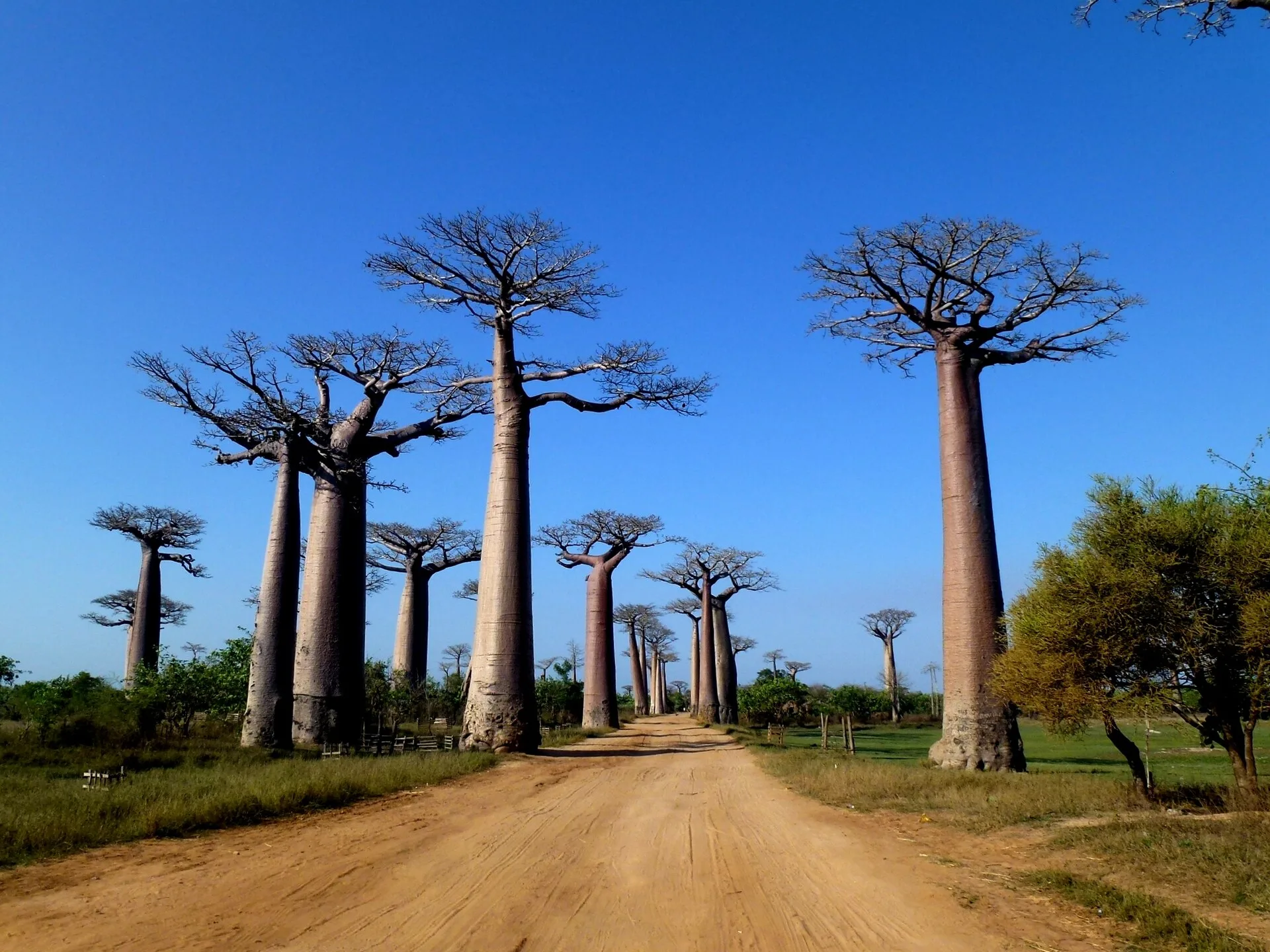 Comprendre l'allée des Baobabs