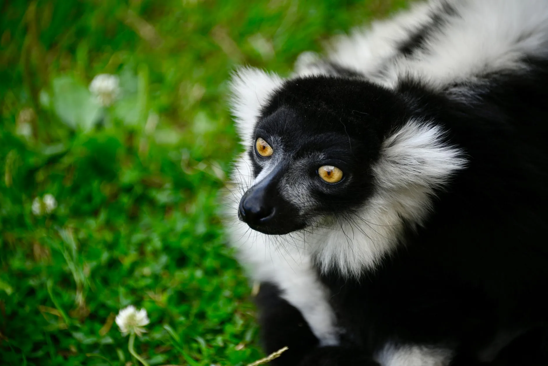 Lémurien vari noir et blanc dans la végétation de la forêt de l'est de Madagascar