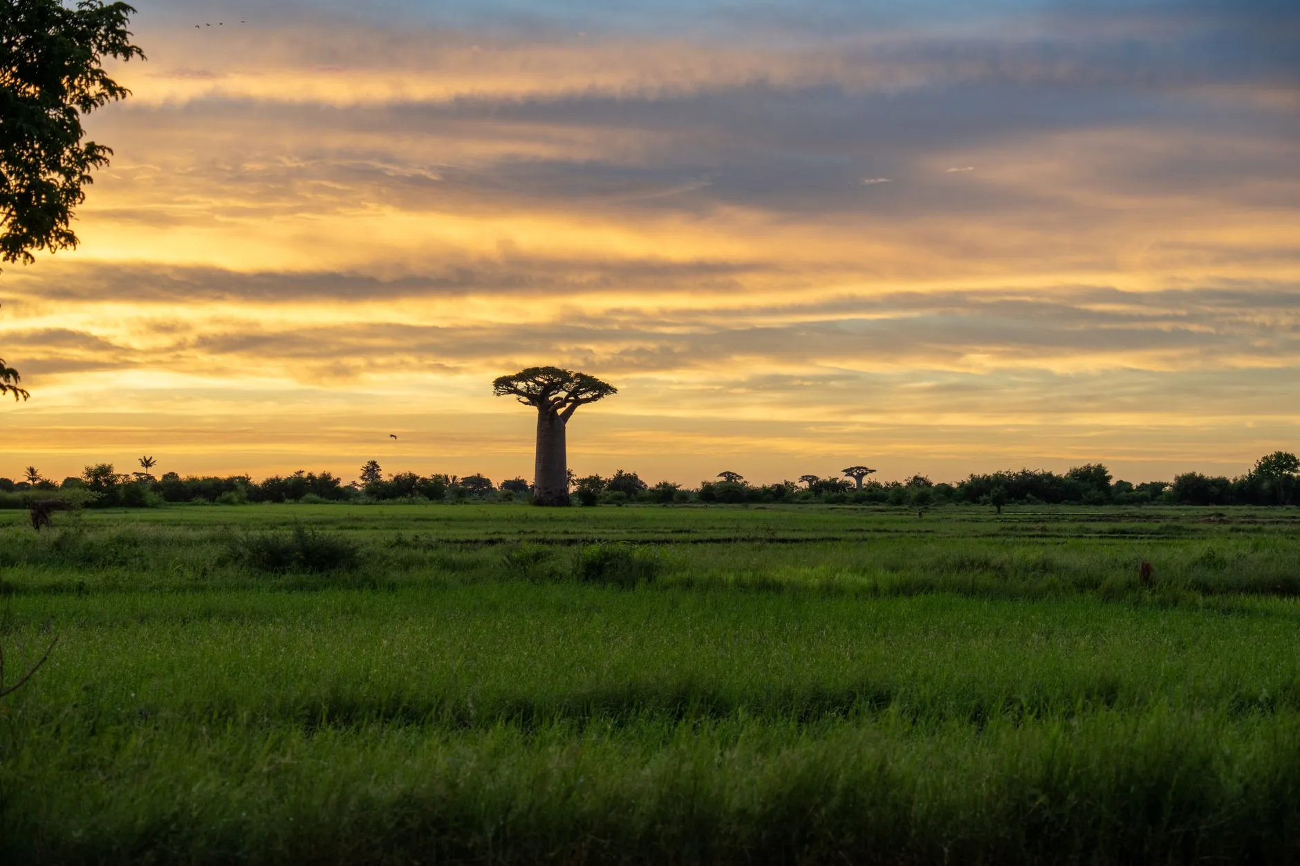 Allée des Baobabs près de Morondava sous une lumière dorée