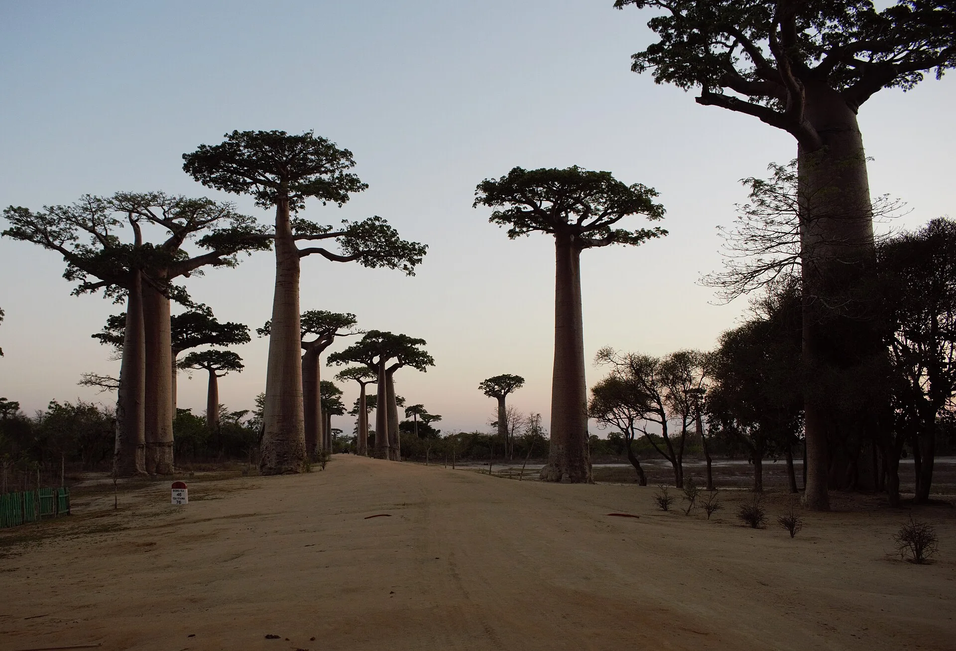 L'allée des Baobabs, près de Morondava