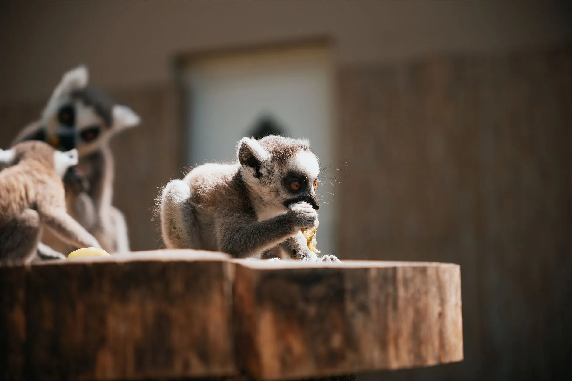 Lémuriens, animaux emblématiques de Madagascar